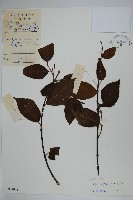 藏品(倒吊芼)的圖片