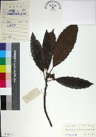 藏品(山枇杷、臺灣枇杷)的圖片