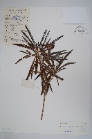 藏品(黃花夾竹桃)的圖片