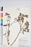 藏品(紅毛杜鵑)的圖片