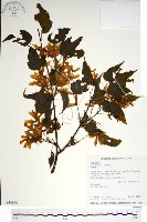 藏品(尖葉槭)的圖片