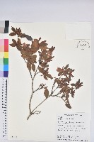 藏品(金毛杜鵑)的圖片