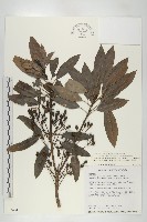 藏品(奧氏虎皮楠)的圖片