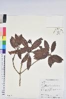 藏品(森氏杜鵑、森氏滿江紅)的圖片