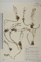 藏品(山艾)的圖片