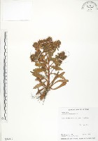 藏品(茅毛珍珠菜)的圖片