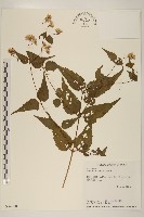 藏品(田代氏澤蘭)的圖片