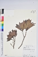 藏品(臺灣馬醉木)的圖片