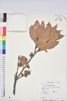 藏品(毽子椆)的圖片