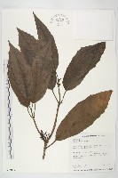 藏品(桃葉珊瑚)的圖片