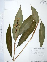 藏品(山月桃)的圖片