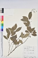 藏品(密花五月茶)的圖片