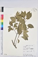 藏品(白臼)的圖片