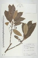 藏品(耿氏虎皮楠)的圖片