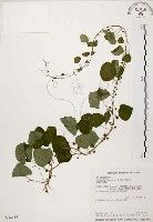 藏品(大還魂、玉笑葛藤)的圖片