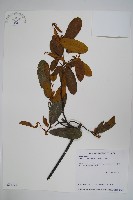 藏品(瓜馥木)的圖片