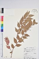 藏品(白珠樹)的圖片