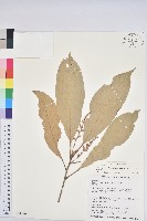 藏品(大葉石櫟)的圖片