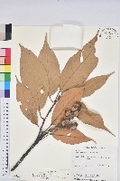 藏品(短尾葉石櫟、嶺南柯`東南石櫟)的圖片