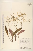 藏品(刀傷草)的圖片