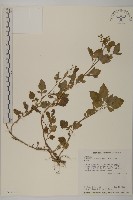 藏品(茯苓菜)的圖片