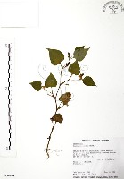 藏品(臭腥草、蕺菜)的圖片