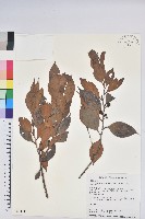 藏品(珍珠花、長尾葉越橘)的圖片