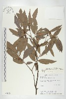 藏品(軟毛柿)的圖片