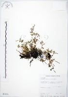 藏品(小椒草)的圖片