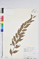 藏品(白珠樹)的圖片