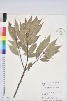 藏品(青剛櫟、鐵椆)的圖片