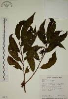 藏品(鈍齒鼠李)的圖片