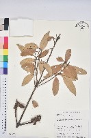 藏品(子彈石櫟、柯)的圖片