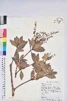 藏品(臺灣馬醉木)的圖片