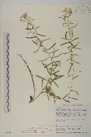 藏品(玉山抱莖籟簫)的圖片