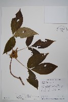 藏品(臺灣藤漆)的圖片