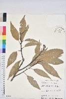 藏品(青剛櫟、鐵椆)的圖片