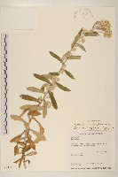 藏品(紅面番)的圖片