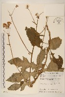 藏品(黃花三七草)的圖片