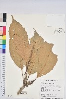 藏品(大葉石櫟、大葉校栗)的圖片