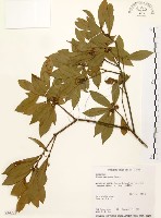 藏品(黃肉樹, 小梗木薑子)的圖片