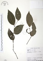 藏品(風藤)的圖片