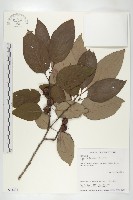 藏品(山柿, 山豆柿)的圖片