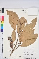 藏品(大葉石櫟)的圖片