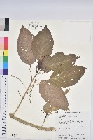 藏品(假鐵莧)的圖片