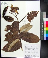 藏品(翅子樹、裡白翅子樹、臺灣翅子樹)的圖片