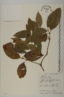 藏品(草珊瑚、紅果金粟蘭)的圖片