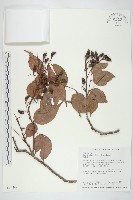 藏品(紅葉藤)的圖片