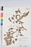 藏品(紅仔珠)的圖片