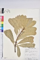 藏品(蘭嶼土沉香)的圖片